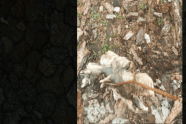 Anima - Usmate Velate (MB)