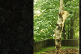 Anima - Usmate Velate (MB)