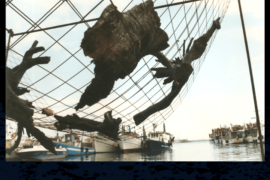 la Pesca - San Benedetto del Tronto (AP)