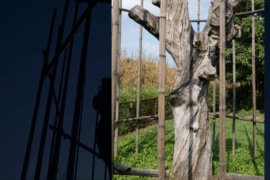 Selvatico - Vimercate (MB)
