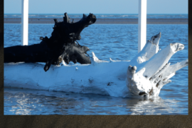Bianco e Nero - Rosolina Mare (RO)