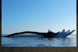 Bianco e Nero - Rosolina Mare (RO)