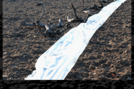 Linea Confine - Vimercate (MB)