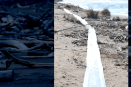 Linea Memoria - foce dell'Ombrone (Grosseto)