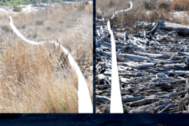 Linea Memoria - foce dell'Ombrone (Grosseto)
