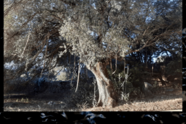 l'Olivastro e la Pelle - Tempio Pausania (SS)