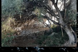 l'Olivastro e la Pelle - Tempio Pausania (SS)