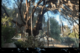 l'Olivastro e la Pelle - Tempio Pausania (SS)