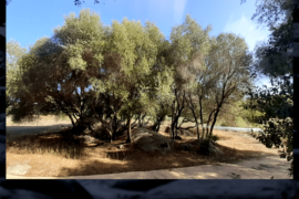 Olivastri e la Linea - Tempio Pausania (SS)
