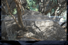 Olivastri e la Linea - Tempio Pausania (SS)