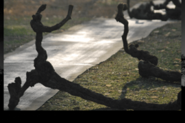 Memoria di Pace - Cavenago B.za (MB)