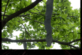 i Sassi e l'Albero - Vimercate (MB)