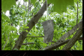 i Sassi e l'Albero - Vimercate (MB)