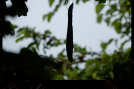 i Sassi e l'Albero - Vimercate (MB)