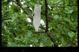 i Sassi e l'Albero - Vimercate (MB)
